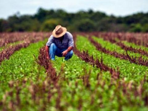 Producción de Alimentos, prioridad mayor en la agricultura cubana.