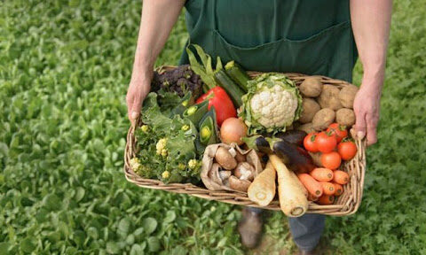 Producción y diversificación de alimentos en prioridad en la provincia Santiago de Cuba