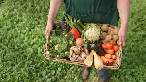 Producción y diversificación de alimentos en prioridad en la provincia Santiago de Cuba