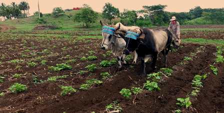 Sembrar y aplicar todas las acciones de agrotecnia para más producción de alimentos en Santiago de Cuba.