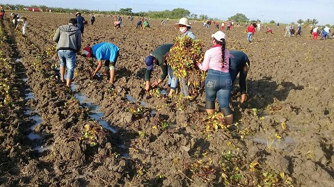 Priorizan campesinos la producción de alimentos en la provincia Santiago de Cuba.