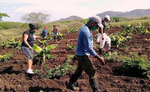 Se enciende Polo Productivo La Güira, en Comecará, III Frente