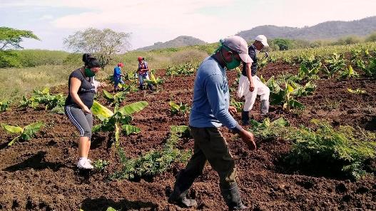 Se enciende Polo Productivo La Güira, en Comecará, III Frente