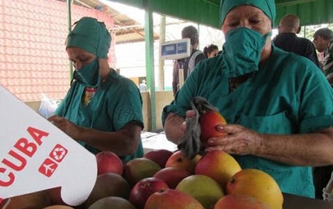 Producción de mangos en El Caney