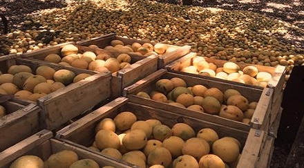 Aprovechar al máximo la cosecha de mangos en la provincia Santiago de Cuba.