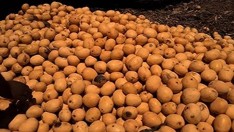 Aprovechar al máximo la cosecha de mangos en la provincia Santiago de Cuba.