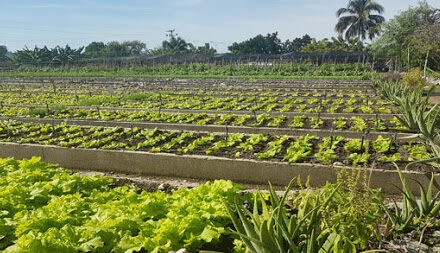 Agricultura en el municipio Guamá de Santiago de Cuba.