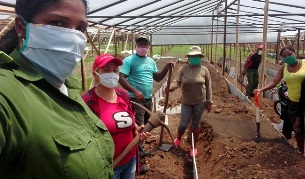 Se movilizan santiagueros para la agricultura en Sabana Ingenio, en El Caney.