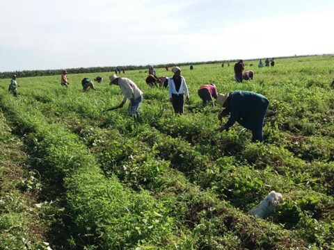 Agricultura con técnica y productividad en Santiago de Cuba.