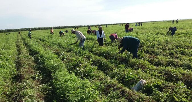 Agricultura con técnica y productividad en Santiago de Cuba.