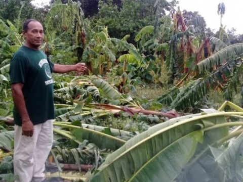 Afectaciones que dejó en la agricultura el paso de la tormenta Laura