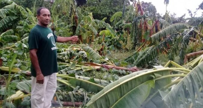 Afectaciones que dejó en la agricultura el paso de la tormenta Laura