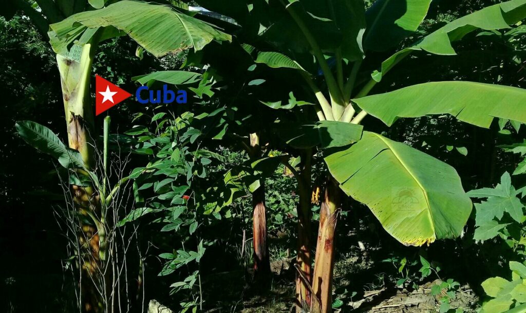 Principal banco de germoplasmas de plátanos y bananos de América Latina está en Cuba