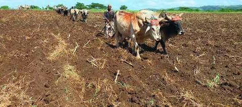 Siembra para asegurar mejor producción de alimentos en la agricultura en Santiago de Cuba.