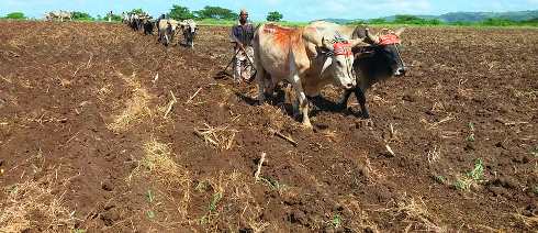 Siembra para asegurar mejor producción de alimentos en la agricultura en Santiago de Cuba.