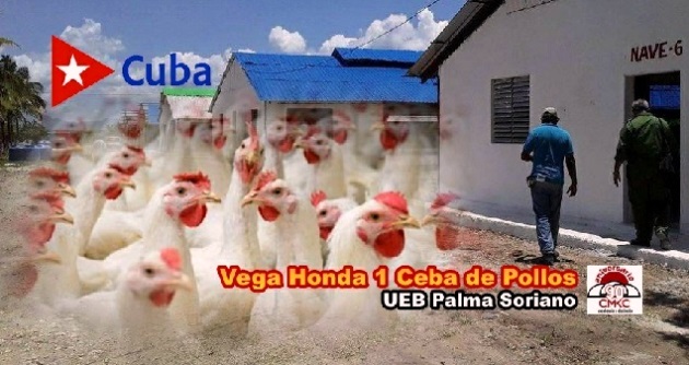 Rescate UEB palmera Vega Honda 1 para las cebas de 91 mil 100 pollos por ciclo