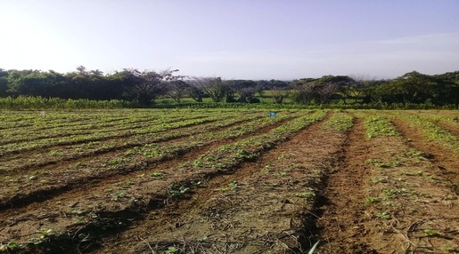 Afectaciones en los cultivos en Contramaestre por las lluvias