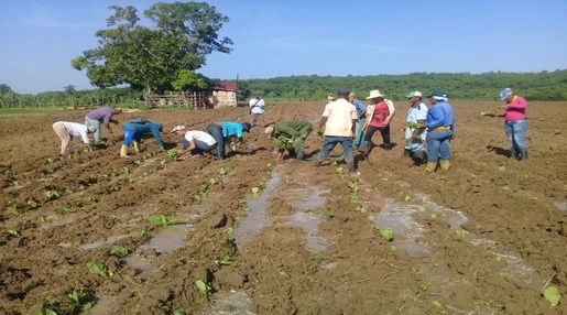 Afectaciones en los cultivos en Contramaestre por las lluvias