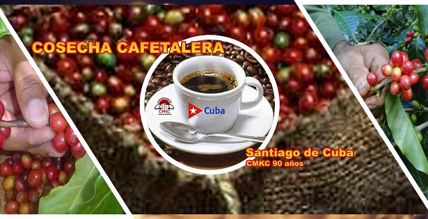 Cosecha cafetalera en la provincia Santiago de Cuba. Renglón exportable. Imagen: Santiago Romero Chang