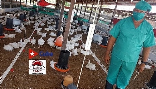 Programa avícola en el municipio Segundo Frente. Foto: Santiago Romero Chang