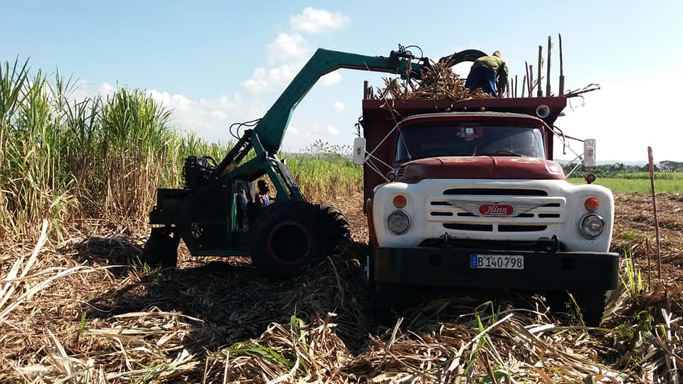 Oslaidis Salazar un joven fuera de serie en el alza y tiro de cañas de azúcar