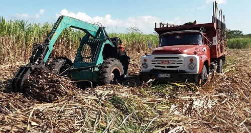 Oslaidis Salazar un joven fuera de serie en el alza y tiro de cañas de azúcar