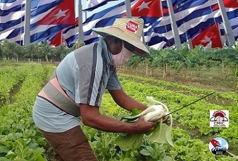 Contramaestre producción de alimentos en la agricultura urbana 2021