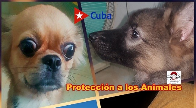 Cuba aprueba decreto ley de bienestar animal