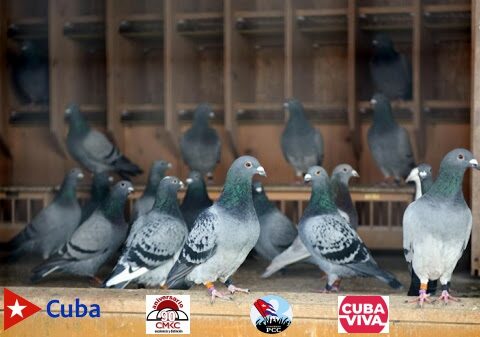 Asociación Nacional Ornitológica de Cuba (ANOC)