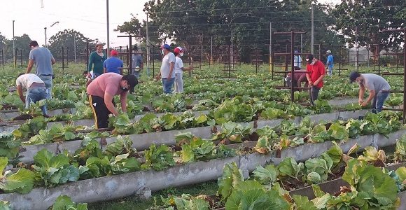 Otra mañana de la Santa Ana en 26 con los jóvenes, pero en el surco con el Presidente Díaz Canel