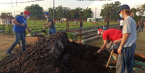 Otra mañana de la Santa Ana en 26 con los jóvenes, pero en el surco con el Presidente Díaz Canel