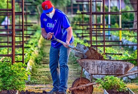 Otra mañana de la Santa Ana en 26 con los jóvenes, pero en el surco con el Presidente Díaz Canel