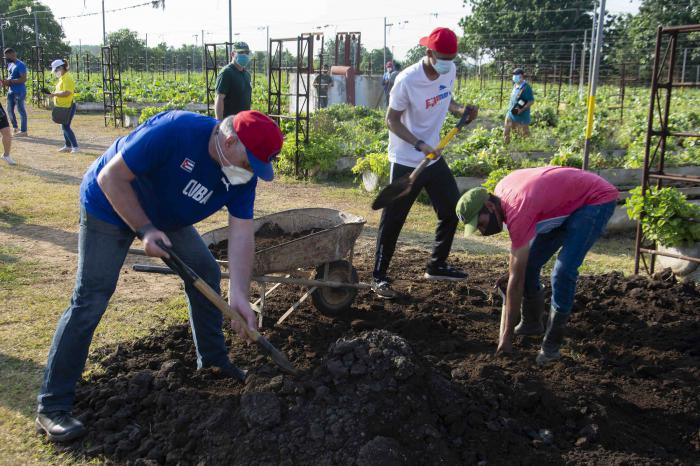 Otra mañana de la Santa Ana en 26 con los jóvenes, pero en el surco con el Presidente Díaz Canel