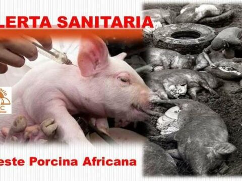 Cuba emite Alerta sanitaria por brote de la peste porcina africana en República Dominicana