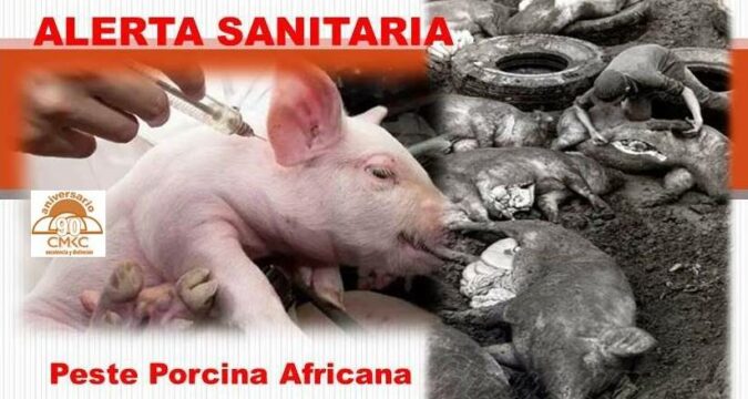 Cuba emite Alerta sanitaria por brote de la peste porcina africana en República Dominicana