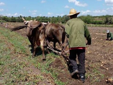 Campesinos santiagueros cosechan papa y con buenos resultados