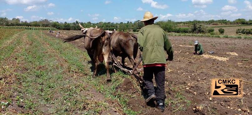 Campesinos santiagueros cosechan papa y con buenos resultados