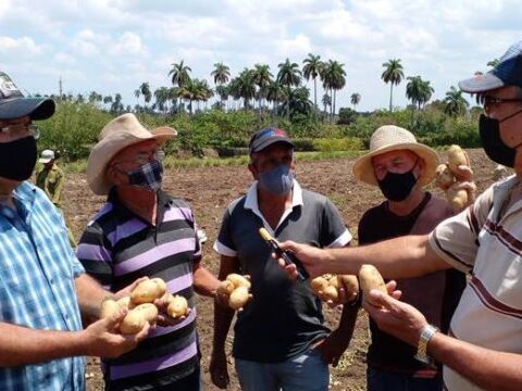 Campesinos santiagueros cosechan papa y con buenos resultados