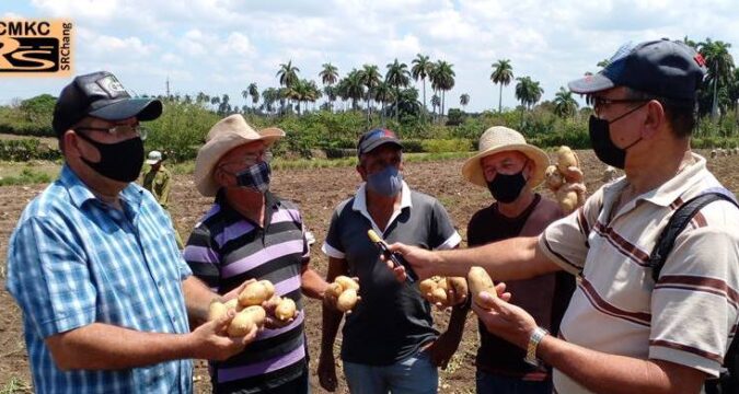 Campesinos santiagueros cosechan papa y con buenos resultados