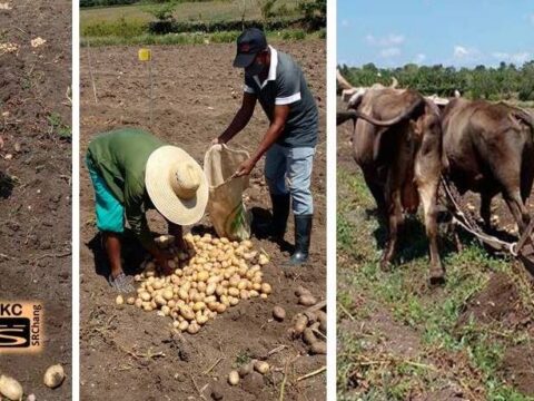 Campesinos santiagueros cosechan papa y con buenos resultados