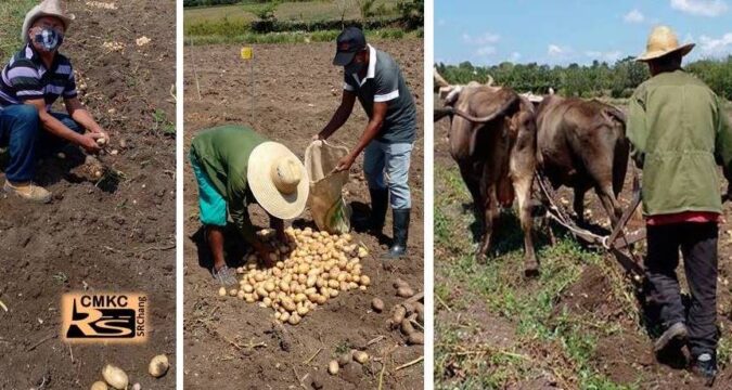 Campesinos santiagueros cosechan papa y con buenos resultados