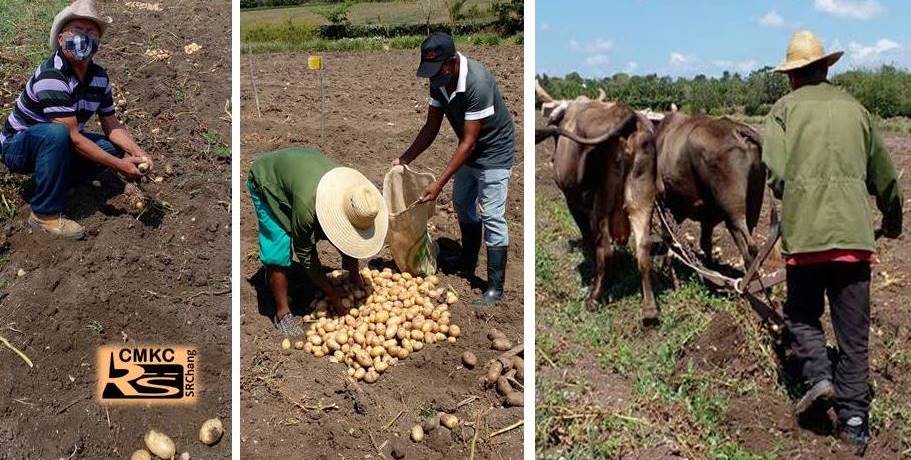 Campesinos santiagueros cosechan papa y con buenos resultados