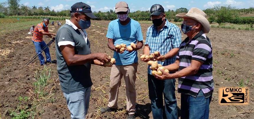 Campesinos santiagueros cosechan papa y con buenos resultados