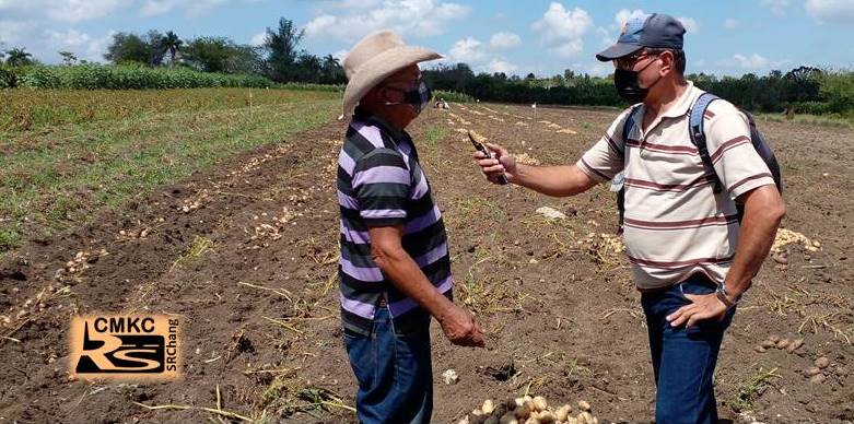 Campesinos santiagueros cosechan papa y con buenos resultados