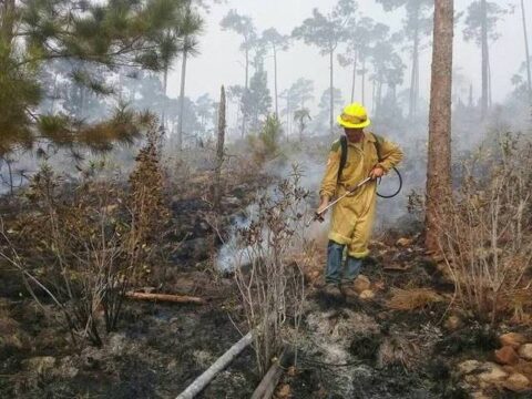 Santiagueros y Holguineros en la contención del incendio en Pinares de Mayarí 2023